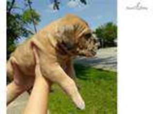 Great Dane Puppy for sale in Indianapolis, IN, USA