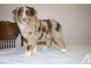 Australian Shepherd Puppy for sale in NEW CANEY, TX, USA