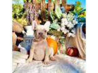 French Bulldog Puppy for sale in Westville, FL, USA