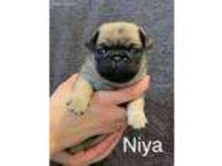 Pug Puppy for sale in Ames, IA, USA