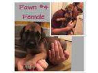 Great Dane Puppy for sale in Clarksville, AR, USA
