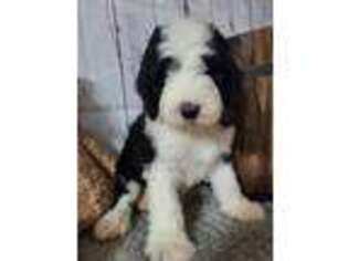 Mutt Puppy for sale in Paw Paw, MI, USA