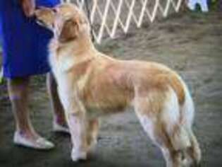 Golden Retriever Puppy for sale in Roberts, MT, USA