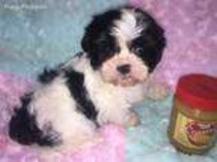 Cavalier King Charles Spaniel Puppy for sale in Kansas City, MO, USA