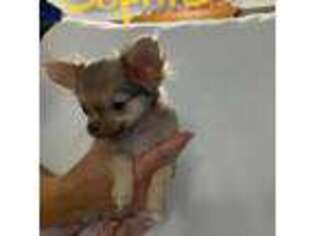 Chihuahua Puppy for sale in East Peoria, IL, USA