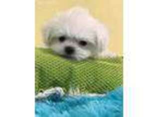 Maltese Puppy for sale in Diamond Bar, CA, USA
