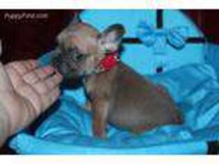 French Bulldog Puppy for sale in Newport, RI, USA
