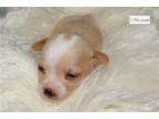 Chihuahua Puppy for sale in Madera, CA, USA