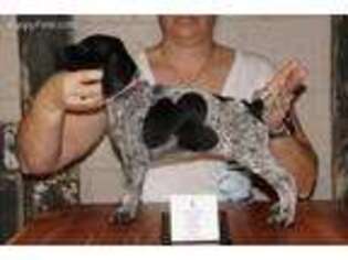 German Shorthaired Pointer Puppy for sale in Scio, OH, USA