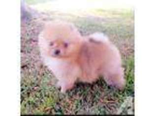 Pomeranian Puppy for sale in ENCINO, CA, USA