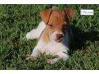 Rat Terrier Puppy for sale in Springfield, MO, USA