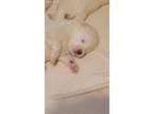 Samoyed Puppy for sale in Aurora, IL, USA
