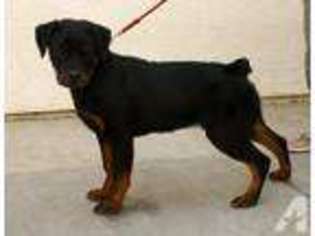 Rottweiler Puppy for sale in SACRAMENTO, CA, USA