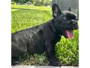 French Bulldog Puppy for sale in Pembroke Pines, FL, USA