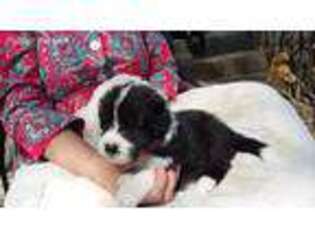 Border Collie Puppy for sale in Birmingham, AL, USA