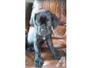 Cane Corso Puppy for sale in BROWNS MILLS, NJ, USA