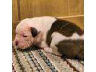 Alapaha Blue Blood Bulldog Puppy for sale in Barnwell, SC, USA
