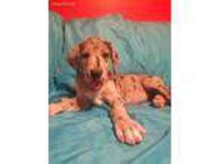 Great Dane Puppy for sale in Corpus Christi, TX, USA