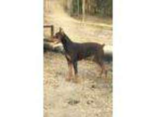 Doberman Pinscher Puppy for sale in Mccomb, MS, USA