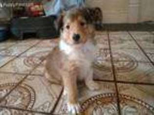 Collie Puppy for sale in Hammond, IL, USA