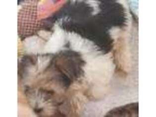 Yorkshire Terrier Puppy for sale in Oakwood, IL, USA