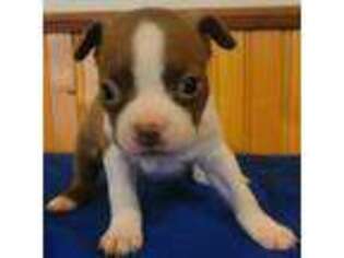 Boston Terrier Puppy for sale in Bryan, TX, USA