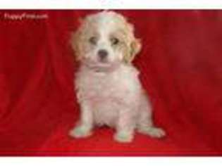 Cavachon Puppy for sale in Woodbury, NJ, USA