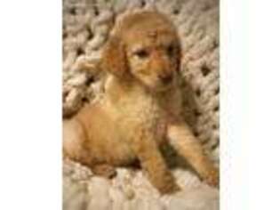 Goldendoodle Puppy for sale in Atkins, AR, USA