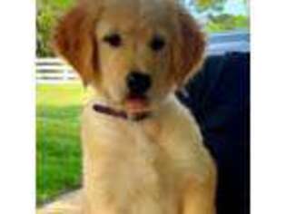 Golden Retriever Puppy for sale in Deland, FL, USA