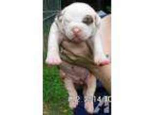 Alapaha Blue Blood Bulldog Puppy for sale in BUFFALO LAKE, NC, USA