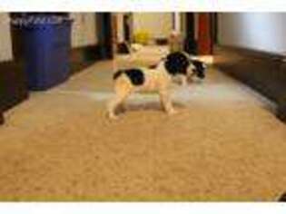 Jack Russell Terrier Puppy for sale in Fort Atkinson, WI, USA