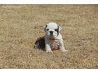 Bulldog Puppy for sale in Grapevine, TX, USA