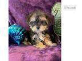 Mutt Puppy for sale in Columbia, MO, USA