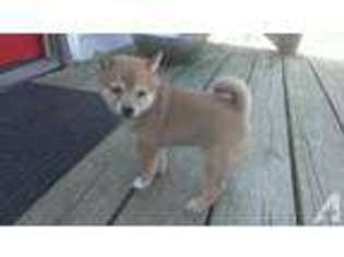 Shiba Inu Puppy for sale in TOLEDO, OH, USA