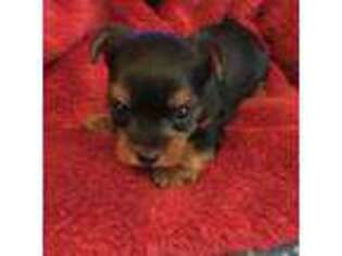 Yorkshire Terrier Puppy for sale in Arlington, VA, USA