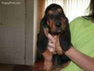 Bloodhound Puppy for sale in Avoca, MI, USA