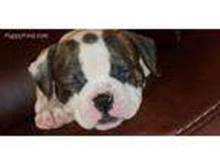 American Bulldog Puppy for sale in Skowhegan, ME, USA