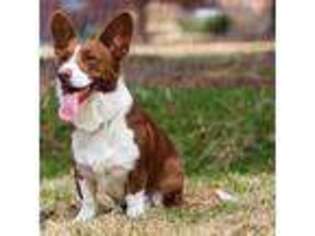 Cardigan Welsh Corgi Puppy for sale in Plains, MT, USA