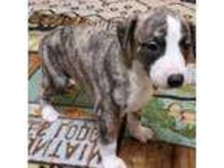 Whippet Puppy for sale in Sulphur Springs, TX, USA