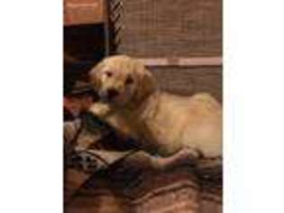 Goldendoodle Puppy for sale in Mountain Lake, MN, USA