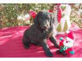 Goldendoodle Puppy for sale in Austin, AR, USA