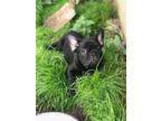 French Bulldog Puppy for sale in Freeport, IL, USA