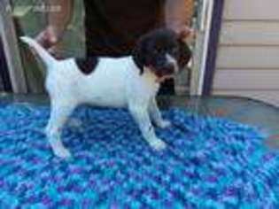 German Shorthaired Pointer Puppy for sale in West Bend, WI, USA