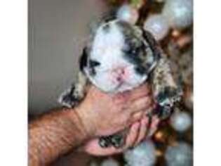 Bulldog Puppy for sale in French Settlement, LA, USA