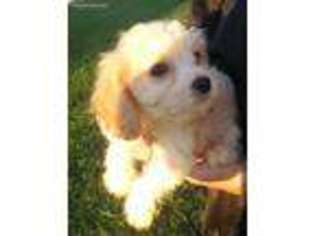 Cavachon Puppy for sale in Niangua, MO, USA