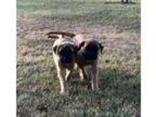Bullmastiff Puppy for sale in Mc Dowell, VA, USA