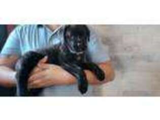 Mastiff Puppy for sale in Draper, VA, USA