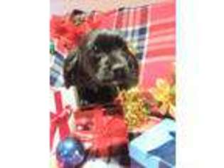 Cavapoo Puppy for sale in Louisa, VA, USA