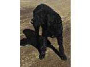 Labradoodle Puppy for sale in Highmore, SD, USA