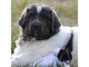 Newfoundland Puppy for sale in Sheldon, MO, USA